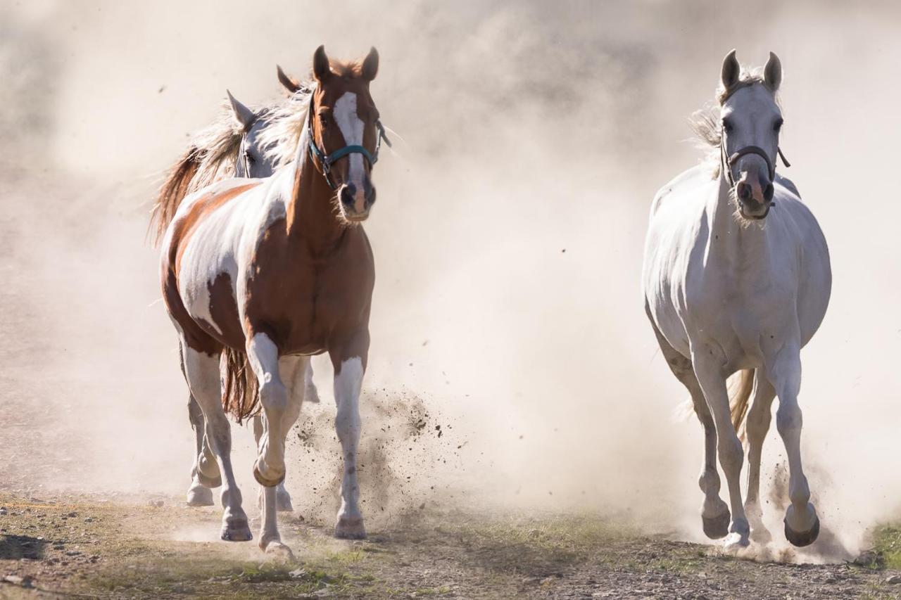 Ranchhouse Bubble - Westernstable - Horse Elterlein Εξωτερικό φωτογραφία